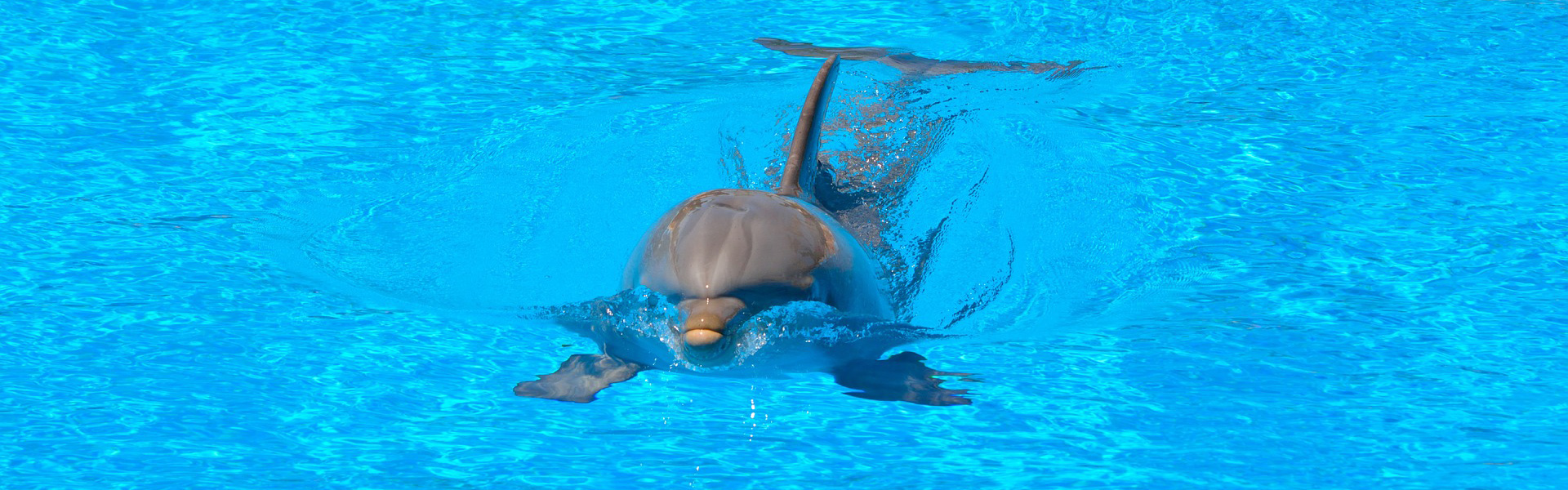 Dolphin Pool Robot